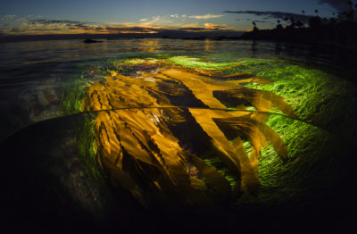 Kelp Perspective